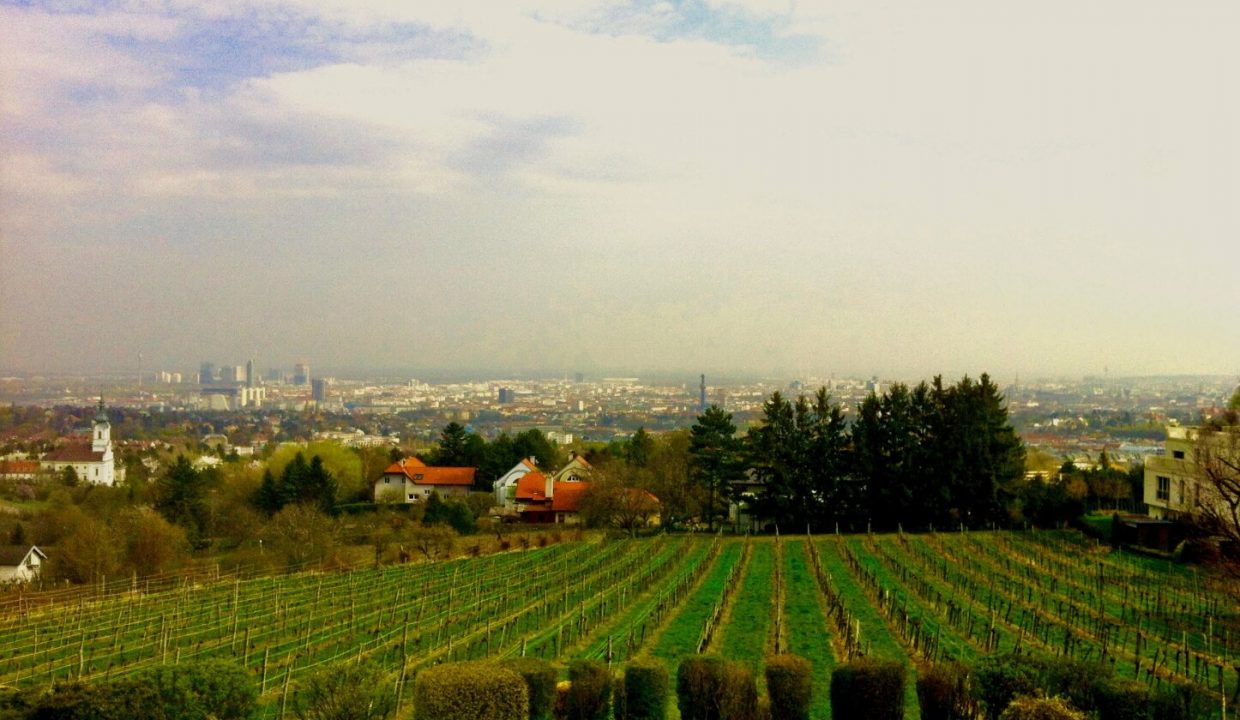 Blick über Wien